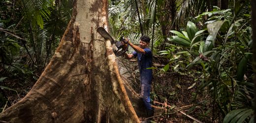 Kaffee, Holz, Soja, Kakao: EU-Parlament billigt ein Jahr Aufschub für Gesetz gegen Abholzung