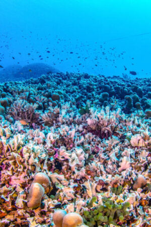 Des scientifiques découvrent le plus grand corail du monde près des îles Salomon