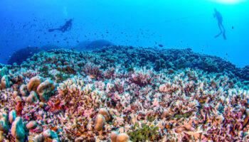 Des scientifiques découvrent le plus grand corail du monde près des îles Salomon