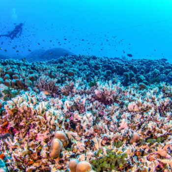 Des scientifiques découvrent le plus grand corail du monde près des îles Salomon