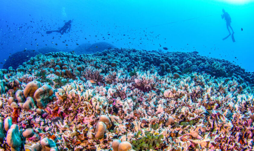 Des scientifiques découvrent le plus grand corail du monde près des îles Salomon