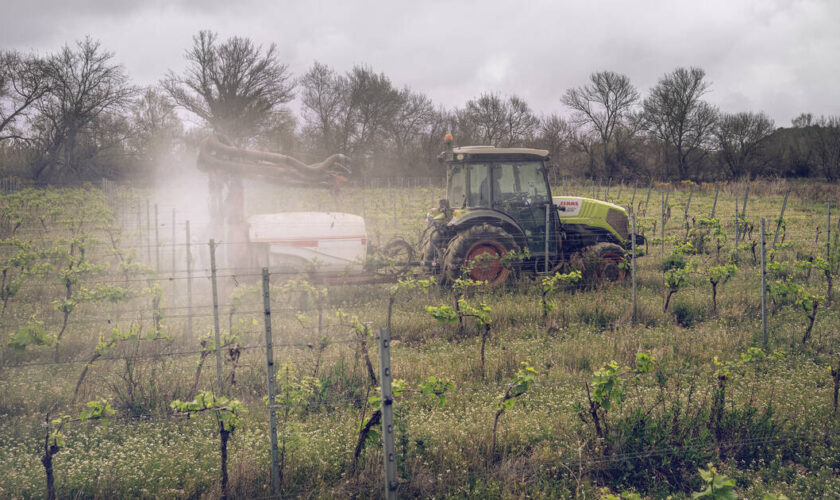 Réduction des pesticides : quatre associations contestent la légalité du plan Ecophyto 2030 devant le Conseil d’Etat