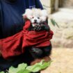 Edinburgh Zoo blames fireworks for death of baby red panda