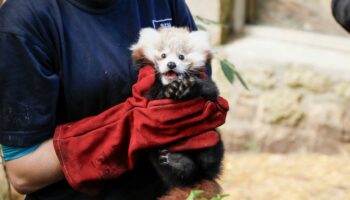 Edinburgh Zoo blames fireworks for death of baby red panda