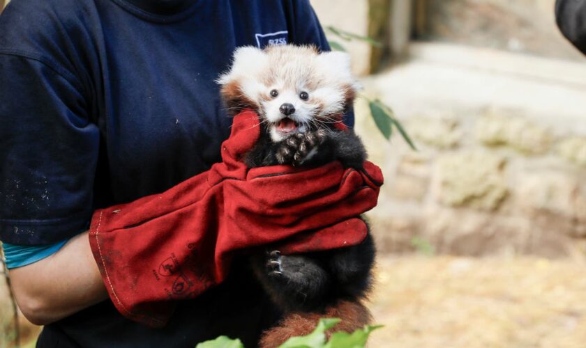 Edinburgh Zoo blames fireworks for death of baby red panda