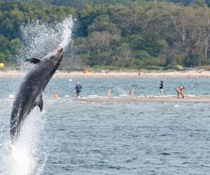 Travemünde: Delfin »Delle« ist ein Einzelgänger, quatscht aber trotzdem ganz schön viel