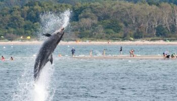 Travemünde: Delfin »Delle« ist ein Einzelgänger, quatscht aber trotzdem ganz schön viel