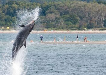 Travemünde: Delfin »Delle« ist ein Einzelgänger, quatscht aber trotzdem ganz schön viel