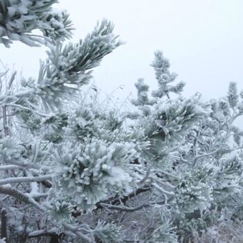 Wetterprognose: Der Winter meldet sich (kurz) an – erster Schnee in Deutschland