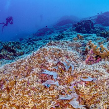 “Plus grand qu’une baleine bleue”, le plus gros corail du monde observé par des scientifiques