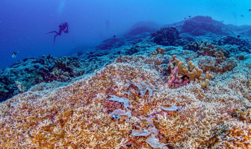 “Plus grand qu’une baleine bleue”, le plus gros corail du monde observé par des scientifiques