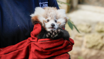 Après la mort de ce bébé panda roux, son zoo d’Édimbourg pointe la responsabilité des feux d’artifice