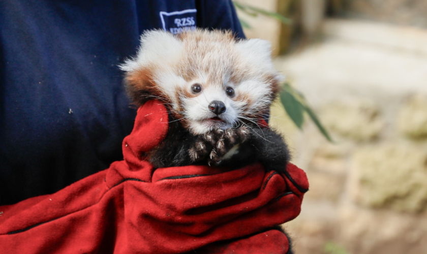 Après la mort de ce bébé panda roux, son zoo d’Édimbourg pointe la responsabilité des feux d’artifice