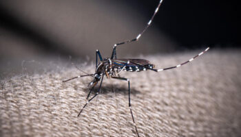 Guadeloupe : l'épidémie de dengue déclarée, un sérotype rare inquiète les autorités