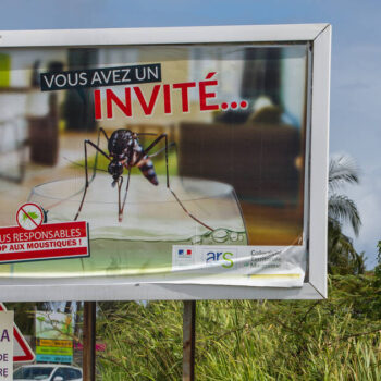 La Guadeloupe fait face à une épidémie de dengue