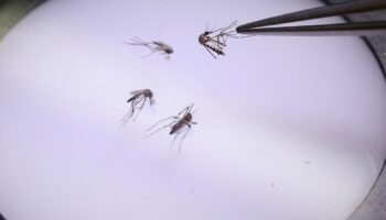 La Guadeloupe est passée "en phase épidémique pour la dengue" avec un sérotype rare qui pourrait provoquer "un nombre élevé de cas", selon un communiqué officiel