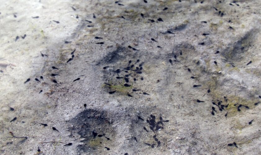 Scientists in Argentina unearth oldest tadpole fossil ever discovered