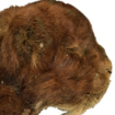 Sabre-toothed cat cub. Pic: A V Lopatin/Scientific Reports