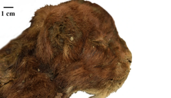 Sabre-toothed cat cub. Pic: A V Lopatin/Scientific Reports