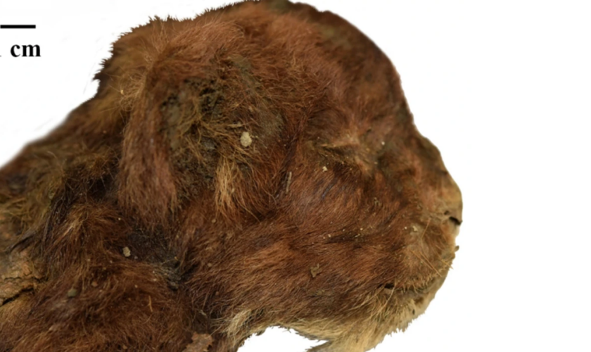 Sabre-toothed cat cub. Pic: A V Lopatin/Scientific Reports