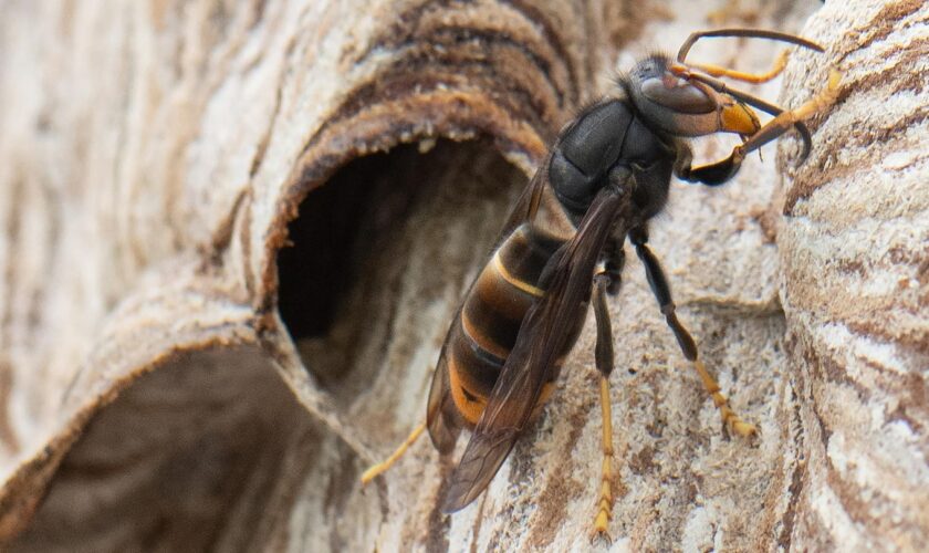 Invasive Art: XXL-Nest entfernt: Asiatische Hornisse breitet sich in Deutschland aus