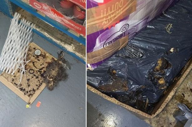 Filthy supermarket full of decomposing rats that gnawed through food packaging