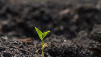 Des scientifiques font renaître un arbre biblique avec une graine vieille de 1 000 ans : ses pouvoirs sont stupéfiants