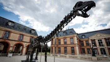 « Vulcain », le plus grand dinosaure jamais présenté aux enchères, s’est vendu à plusieurs millions d’euros