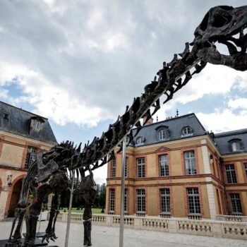 « Vulcain », le plus grand dinosaure jamais présenté aux enchères, s’est vendu à plusieurs millions d’euros