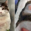 Cat beaten and brutalised in horror knife attack after taking piece of owner's bacon