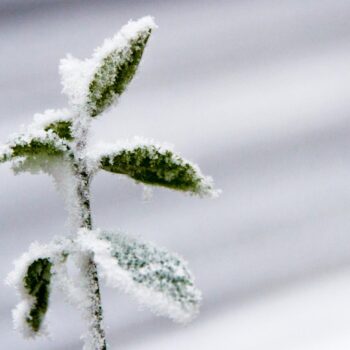 Avec le retour de la neige et du froid, la météo de cette semaine s’annonce hivernale