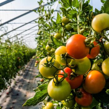 Agriculteurs et militants écolos manifestent contre un projet de serres géantes pour tomates en Normandie