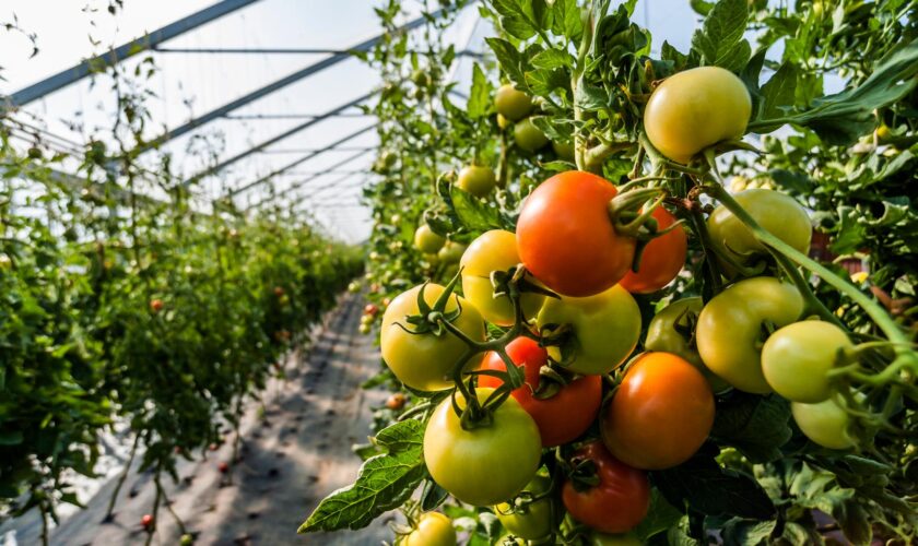 Agriculteurs et militants écolos manifestent contre un projet de serres géantes pour tomates en Normandie