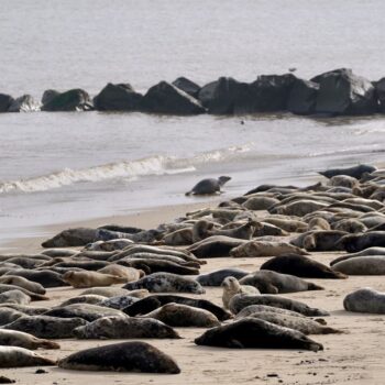 ‘Seal finger’ warning over infection if bitten by sea mammal