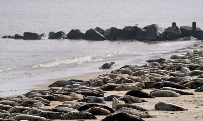 ‘Seal finger’ warning over infection if bitten by sea mammal