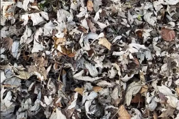 Only those with incredible IQ can spot kitten hiding in leaves in under 12 seconds