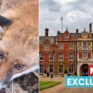 Outrage as video shows fox caught in 'barbaric' snare trap on King's Sandringham estate