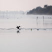 Le lac de Grand-Lieu, une réserve ultra-protégée et pourtant menacée