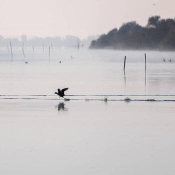 Le lac de Grand-Lieu, une réserve ultra-protégée et pourtant menacée