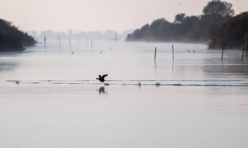 Le lac de Grand-Lieu, une réserve ultra-protégée et pourtant menacée