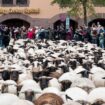 Die Schafe haben inzwischen viele Fans in Nürnberg, die diese fotografieren oder Selfies mit ihnen machen wollen. Foto: Daniel V