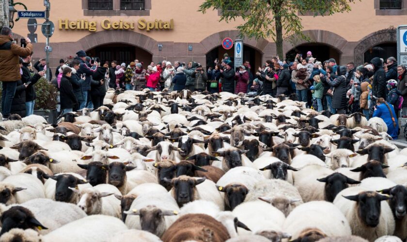 Die Schafe haben inzwischen viele Fans in Nürnberg, die diese fotografieren oder Selfies mit ihnen machen wollen. Foto: Daniel V