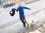 Dog attack ground zero caught on camera: The horrific maulings captured on video in the country's hotspot after police warned 'someone will die'