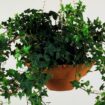 Common houseplant that is scientifically proven to remove dust from the air