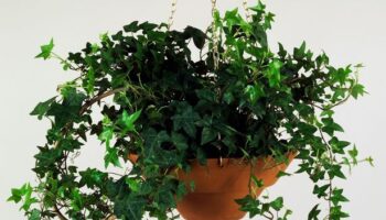 Common houseplant that is scientifically proven to remove dust from the air