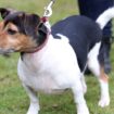 Dog that brought Queen 'such joy' has died