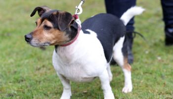 Dog that brought Queen 'such joy' has died