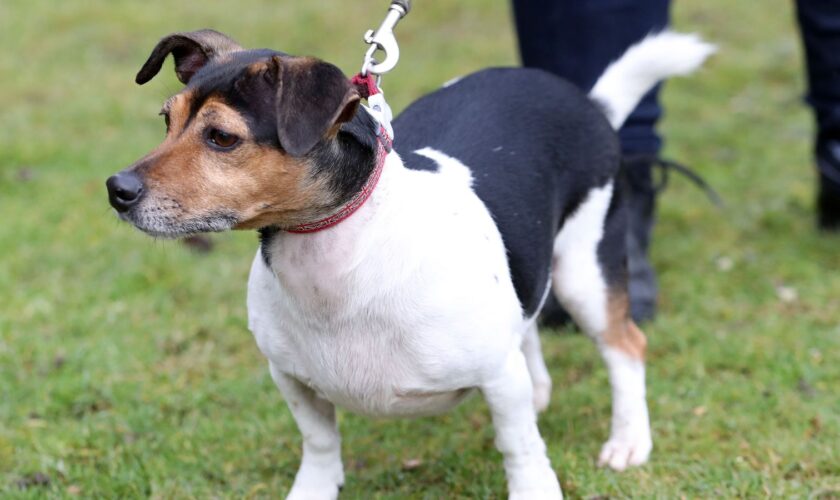 Dog that brought Queen 'such joy' has died