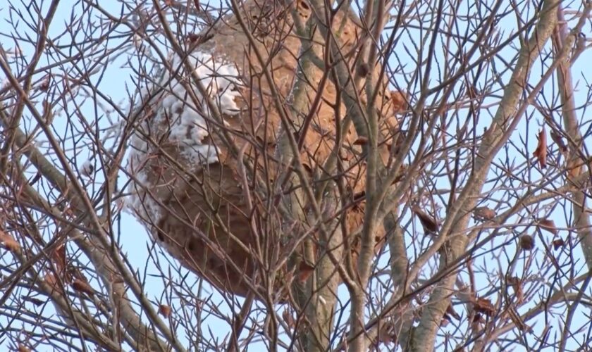 Invasive Art in Deutschland: Asiatische Hornisse breitet sich aus – Behörden entfernen XXL-Nest