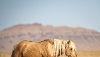 Utah authorities offering $30k reward for information on shooting death of wild horse